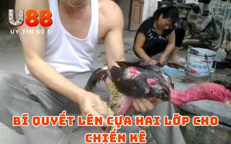 Cách Lên Cựa Gà Đơn Giản Nhưng Hiệu Quả Từ Cao Thủ U88 Cách Lên Cựa Gà Đơn Giản Nhưng Hiệu Quả Từ Cao Thủ U88