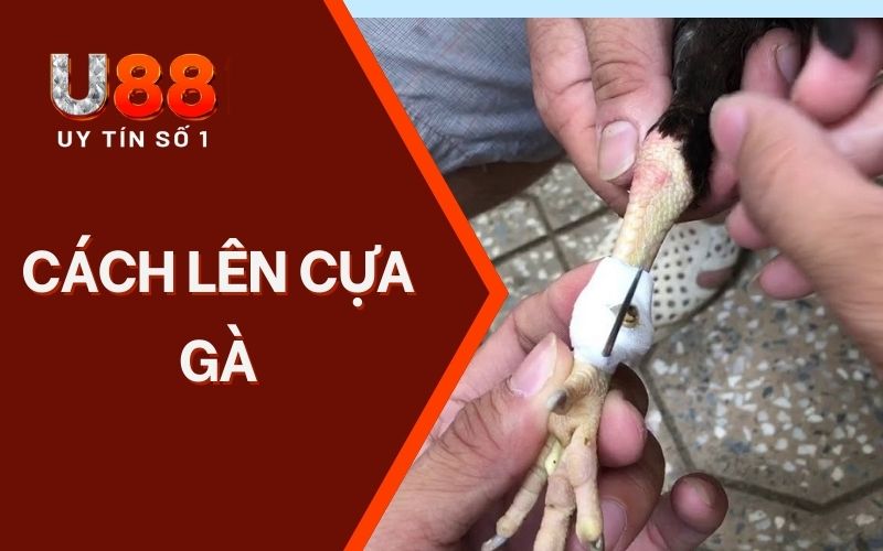 Kiến Thức U88 | Chuyên Mục Hữu Ích Cho Người Chơi Mới Kiến Thức U88 | Chuyên Mục Hữu Ích Cho Người Chơi Mới