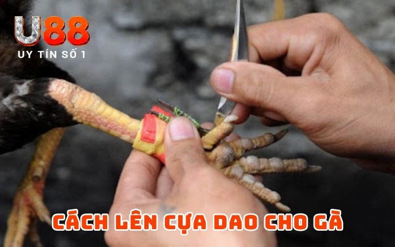Cách Lên Cựa Gà Đơn Giản Nhưng Hiệu Quả Từ Cao Thủ U88 Cách Lên Cựa Gà Đơn Giản Nhưng Hiệu Quả Từ Cao Thủ U88