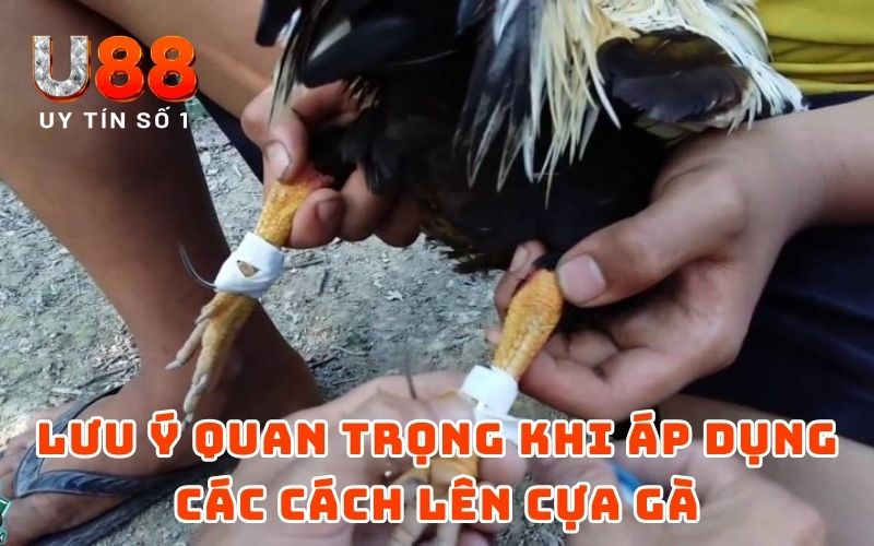 Cách Lên Cựa Gà Đơn Giản Nhưng Hiệu Quả Từ Cao Thủ U88 Cách Lên Cựa Gà Đơn Giản Nhưng Hiệu Quả Từ Cao Thủ U88