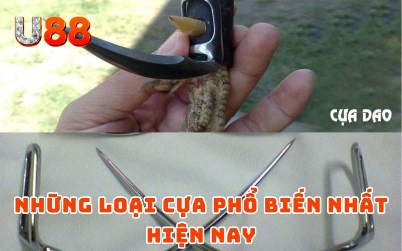 Cách Lên Cựa Gà Đơn Giản Nhưng Hiệu Quả Từ Cao Thủ U88 Cách Lên Cựa Gà Đơn Giản Nhưng Hiệu Quả Từ Cao Thủ U88