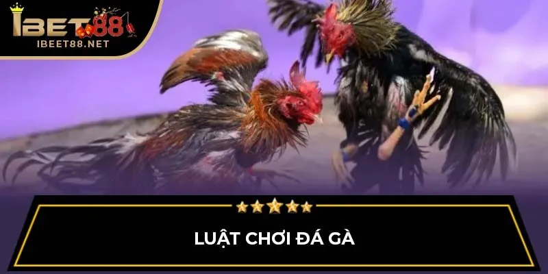 Đá Gà Thomo: Giới Thiệu Tổng Quan Cho Người Mới Tại Ibet88