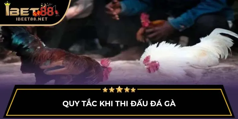 Đá Gà Thomo: Giới Thiệu Tổng Quan Cho Người Mới Tại Ibet88