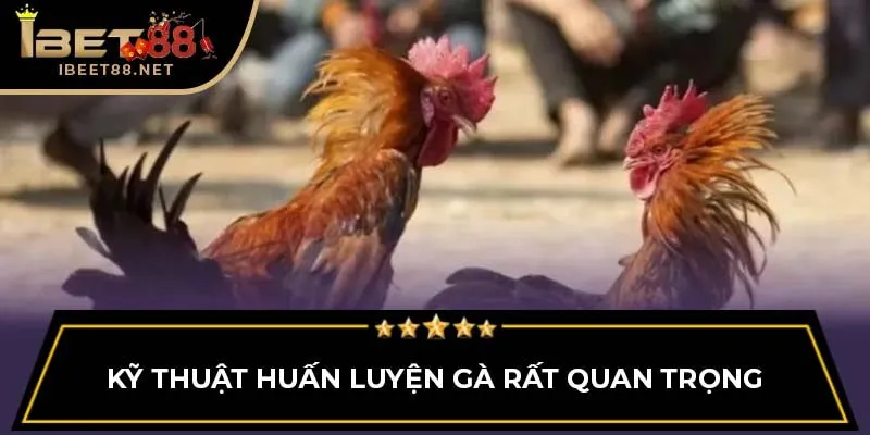 Đá Gà Thomo: Giới Thiệu Tổng Quan Cho Người Mới Tại Ibet88